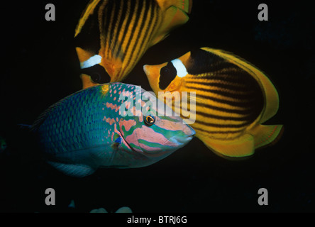 Gestreifte Butterflyfish (Chaetodontidae Fasciatus) und Schachbrett Lippfisch (Halichoeres Hortulanus). Sinai-Halbinsel, Rotes Meer - Ägypten Stockfoto