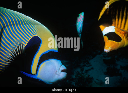 Gestreifte Butterflyfish (Chaetodontidae Fasciatus) und Kaiser Angelfish (Pomacanthus Imperator). Sinai-Halbinsel, Rotes Meer - Ägypten Stockfoto