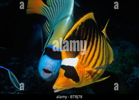 Gestreifte Butterflyfish (Chaetodontidae Fasciatus) und Kaiser Angelfish (Pomacanthus Imperator). Sinai-Halbinsel, Rotes Meer - Ägypten Stockfoto