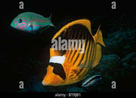 Gestreifte Butterflyfish (Chaetodontidae Fasciatus) und Schachbrett Lippfisch (Halichoeres Hortulanus). Sinai-Halbinsel, Rotes Meer - Ägypten Stockfoto