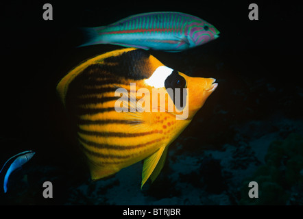 Gestreifte Butterflyfish (Chaetodontidae Fasciatus) und Schachbrett Lippfisch (Halichoeres Hortulanus). Sinai-Halbinsel - Rotes Meer Stockfoto