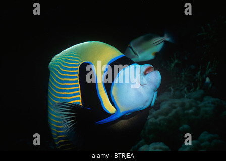 Kaiser-Kaiserfisch (Pomacanthus Imperator). Sinai-Halbinsel, Rotes Meer - Ägypten Stockfoto