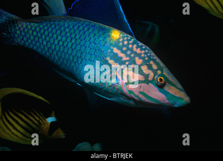 Schachbrett Lippfisch (Halichoeres Hortulanus). Sinai-Halbinsel, Rotes Meer - Ägypten Stockfoto