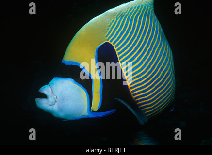 Kaiser-Kaiserfisch (Pomacanthus Imperator). Sinai-Halbinsel, Rotes Meer - Ägypten Stockfoto