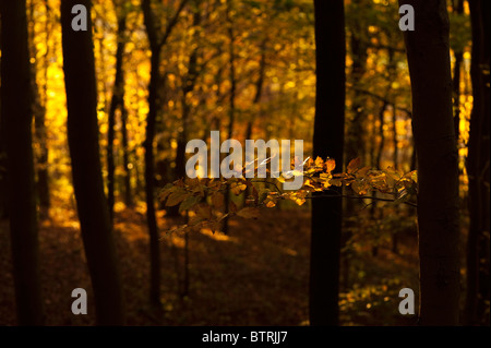 Goldene gemeinsame Buche, Fagus Sylvatica, im Herbst Stockfoto