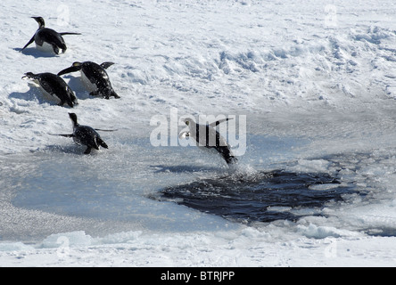 Pinguine springen aus Eisloch Stockfoto