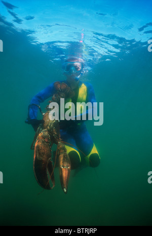 Neun Jahre alten fängt 15 Pfund Riesen Hummer (Häutung Americanus). Gloucester, Massachusetts - Atlantischer Ozean - USA Stockfoto