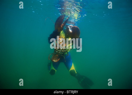 Neun Jahre alten fängt 15 Pfund Riesen Hummer (Häutung Americanus). Gloucester, Massachusetts - Atlantischer Ozean - USA Stockfoto