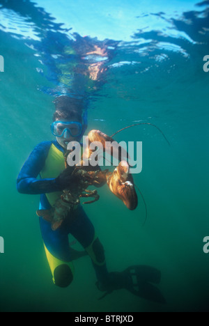 Neun Jahre alten fängt 15 Pfund Riesen Hummer (Häutung Americanus). Gloucester, Massachusetts - Atlantischer Ozean - USA Stockfoto