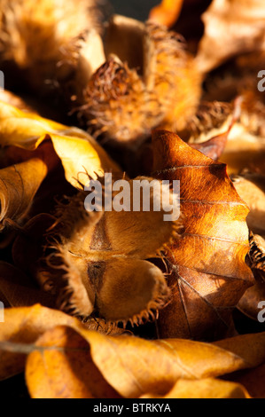 Nahaufnahme eines gefallenen Bucheckern Cupules und Blätter Stockfoto