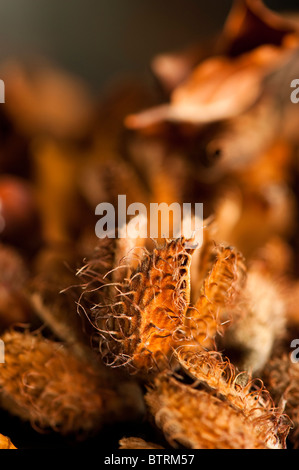 Nahaufnahme eines gefallenen Bucheckern Cupules und Blätter Stockfoto