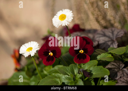 Container mit Viola F1 Rose Fleck und Bellis White in Blüte Stockfoto