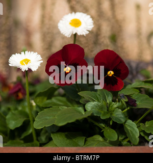 Container mit Viola F1 Rose Fleck und Bellis White in Blüte Stockfoto