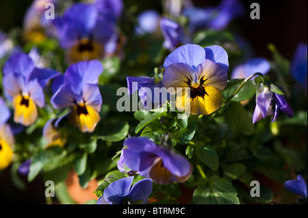 Viola Penny 'Marlies' in Blüte Stockfoto