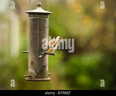 Stieglitz, Zuchtjahr Zuchtjahr auf Niger Samen Zubringer Stockfoto