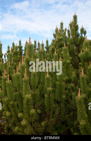 Berg-Kiefer (Pinus Mugo, Pumilio)-Bäume Stockfoto