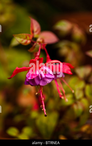 Nachgestellte Fuchsia 'Dark Eyes' Stockfoto