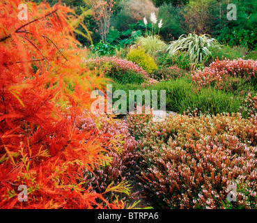 Ardcarrig Gärten, Co. Galway, Irland; Heather-Garten im Frühling Stockfoto