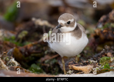 Flussregenpfeifer-Regenpfeifer (Charadrius Hiaticula) im Winterkleid. Stockfoto