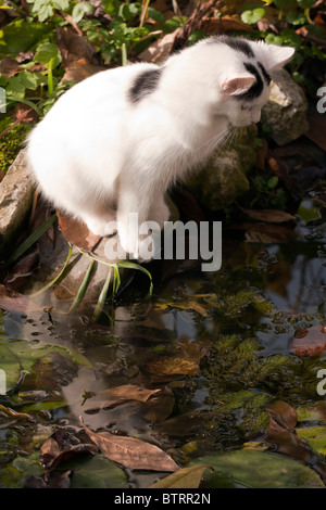 Kleine Hauskatze Gartenteich zu sitzen. Stockfoto