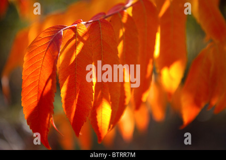 Bunte Sumach Blätter im Herbst. Stockfoto