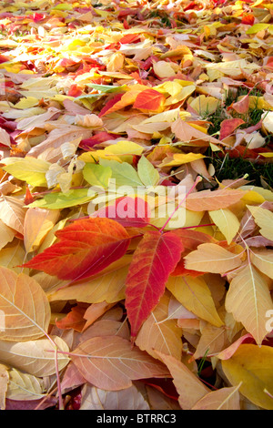 Buntes Herbstlaub auf dem Boden in Boise, Idaho, USA.
