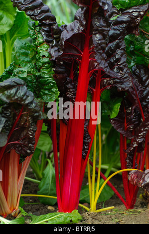 Beta Vulgaris Mangold Bright Lights Stockfoto