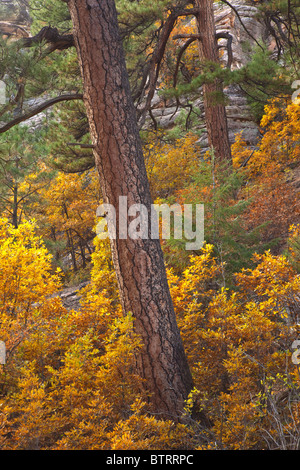 Ponderosa-Kiefern und Eichen Gambels im Herbst Farbe in Walnut Canyon in der Nähe von Fisher PT, Coconino National Forest, Flagstaff, Arizona Stockfoto