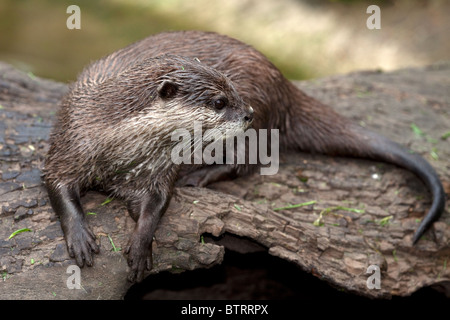 Asiatischen kurze Krallen Otter Aonyx Cinerea (Captive) Stockfoto