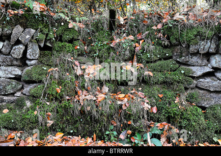 Moos und Flechten bedeckt Dartmoor Trockenmauer in der Nähe von Tavistock in Devon Stockfoto