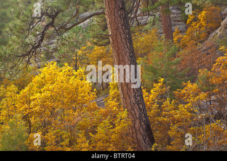 Ponderosa-Kiefern und Eichen Gambels im Herbst Farbe in Walnut Canyon in der Nähe von Fisher PT, Coconino National Forest, Flagstaff, Arizona Stockfoto