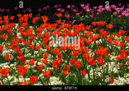 TULIPA BALLERINA MIT PRIMULA BEI RHS GARDEN WISLEY UNDERPLANTED Stockfoto