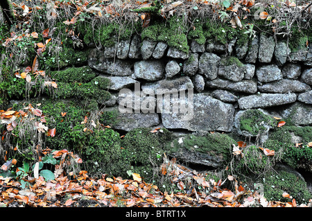 Moos und Flechten bedeckt Dartmoor Trockenmauer in der Nähe von Tavistock in Devon Stockfoto