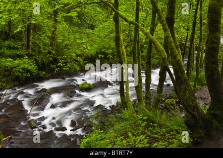 Bridal Veil Creek direkt unter Bridal Veil Falls in der Columbia River Gorge National Scenic Area-Oregon Stockfoto