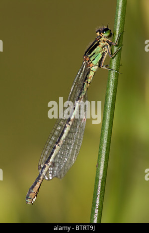 Seitenansicht von einem weiblichen Azure Damselfly Coenagrion puella Stockfoto