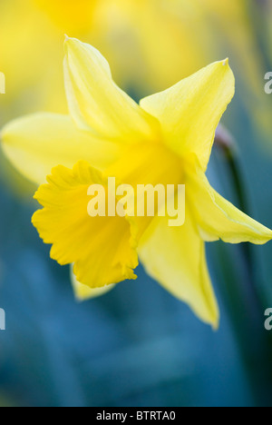 GOLDEN HARVEST NARZISSE NARCISSUS Stockfoto