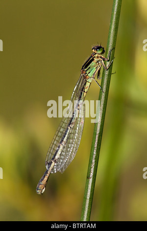 Seitenansicht von einem weiblichen Azure Damselfly Coenagrion puella Stockfoto