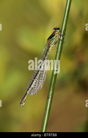 Seitenansicht von einem weiblichen Azure Damselfly Coenagrion puella Stockfoto