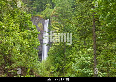 Latourell fällt in der Columbia River Gorge National Scenic Area in Oregon Stockfoto