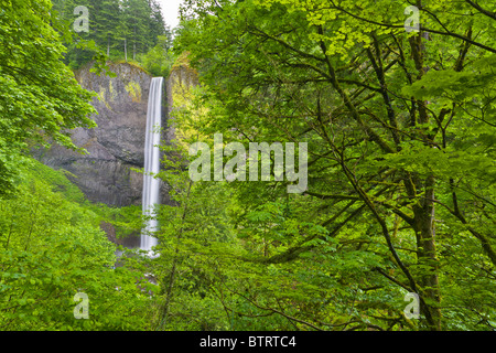 Latourell fällt in der Columbia River Gorge National Scenic Area in Oregon Stockfoto