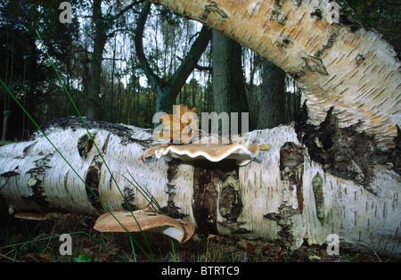 Piptoporus Betulinus Birke Polypore auf umgestürzten Baum Stockfoto