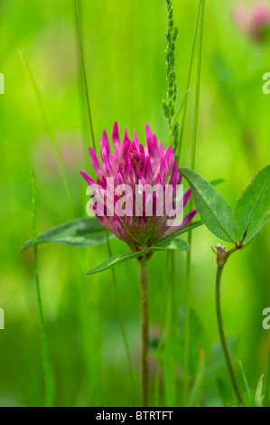 Trifolium Pratense Rotklee Stockfoto