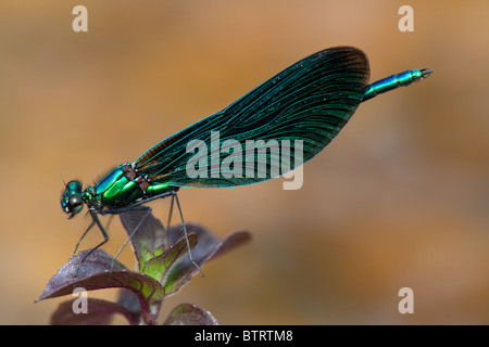 Männliche schöne Prachtlibelle Calopteryx Virgo, New Forest, England Stockfoto