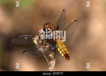 Weibliche breit-bodied Chaser Dragonfly - Libellula depressa Stockfoto