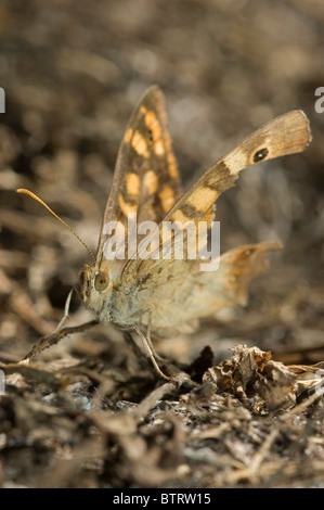 Gesprenkelte Holz Schmetterling (Pararge Aegeria) mit beschädigten Flügeln. Stockfoto