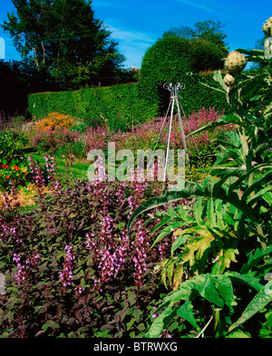 Kinoith Haus Gärten, Co Cork, Irland; Potager Garten mit Basilikum und Artischocken Stockfoto