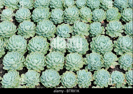 Echeveria Derenbergii Pflanzen geometrisch aufgebaut. Stockfoto