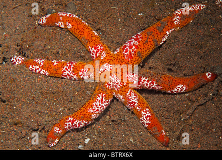 Platyctenid Rippenqualle, oder schleichende Kamm Gelee, Coeloplana Astericola auf einen Seestern Echinaster Luzonicus Leben. Tulamben, Bali, Indonesien. Stockfoto