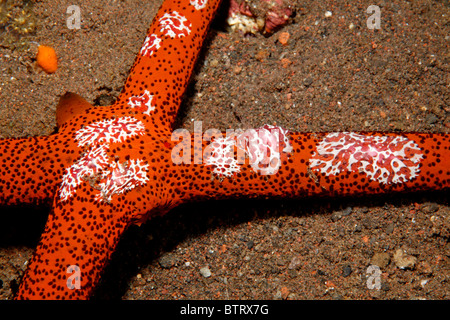 Ctenophora oder Rippenquallen, Coeloplana Astericola auf einen Seestern Echinaster Luzonicus Leben. Tulamben, Bali, Indonesien. Stockfoto