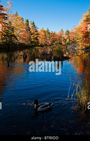 Eine Ente schwimmt auf dem Teich auf dem Kanal Bettina im Herbst. Stockfoto